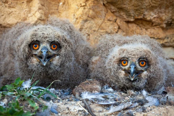 Kleine eurasische Uhu-Küken sitzen im Frühjahr im Nest auf dem Boden — Stockfoto