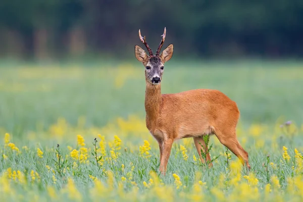 Curios roe jeleń byk słuchanie z uszami na polana z zieloną roślinnością — Zdjęcie stockowe