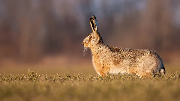 봄에 푸른 들판에서 있는 깨어 있는 갈색 토끼 — 스톡 사진