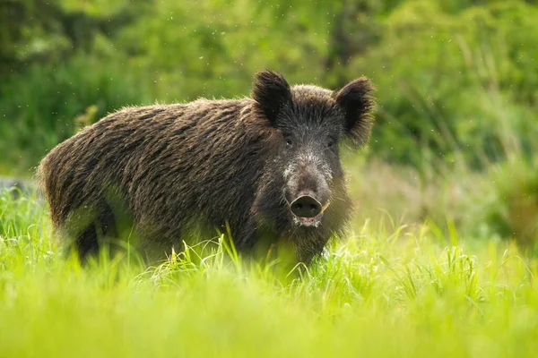 Ruhige Wildschweine stehen im grünen Gras und blicken im Sommer in die Kamera — Stockfoto