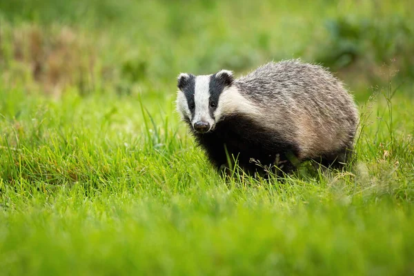 Cute european badger coming forward on fresh green lawn. — Stock Photo, Image