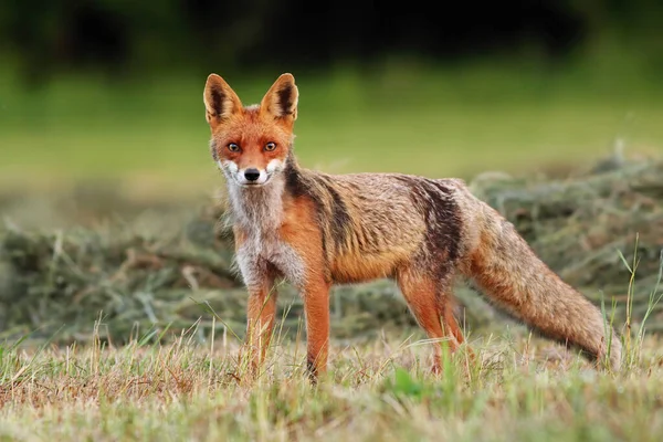 Atento zorro rojo frente a la cámara en un campo de heno recién cosechado en verano . —  Fotos de Stock