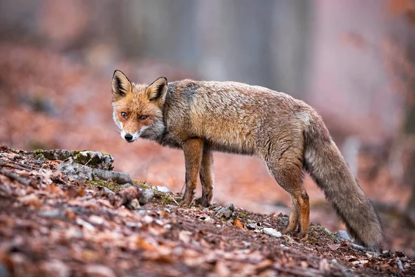 Грустная рыжая лиса в пышном пальто гуляет по лесу, полному сухих листьев. — стоковое фото