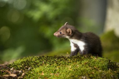 Little beech marten cub looking aside on green moss in forest