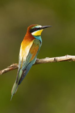 Alert european bee-eater sitting on twig from back view in summer