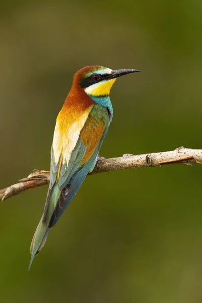 Alert european bee-eater sitting on twig from back view in summer — Stok fotoğraf