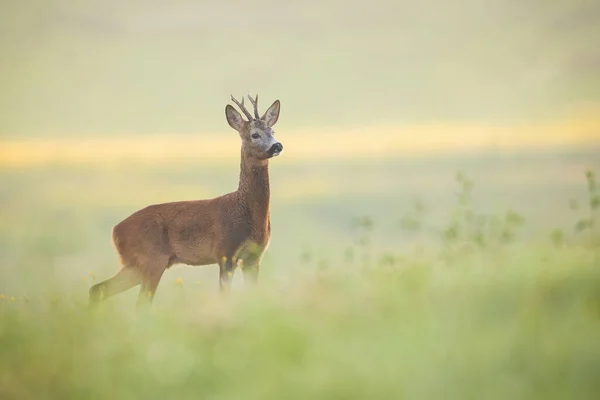 Attentive roe deer buck observing meadow with clean blurred background — Stockfoto