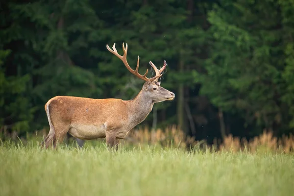 Veado vermelho surpreso com chifres anormais olhando de lado na natureza — Fotografia de Stock