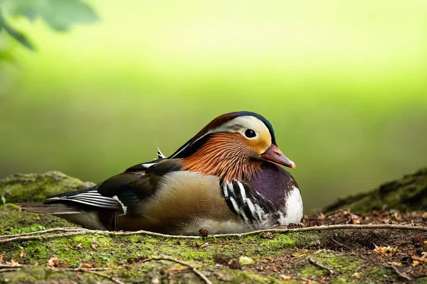 Cute mandarin duck drake lying on the ground in summer with copy space above. — Stock Photo, Image