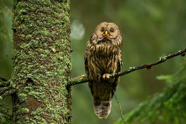 Sabio búho tawny mirando hacia arriba en el bosque de verano y sentado en la rama . — Foto de Stock