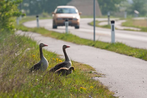 Familia de ganso de Greylag a punto de cruzar una carretera con el vehículo acercándose desde la distancia —  Fotos de Stock