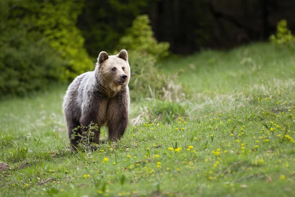 Dorosły niedźwiedź brunatny ogląda okolice na zboczu pokrytym zieloną trawą wiosną — Zdjęcie stockowe