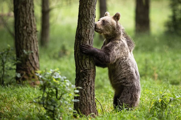 Urso marrom interessado em pé nas pernas traseiras e cheirando uma árvore na floresta de verão — Fotografia de Stock