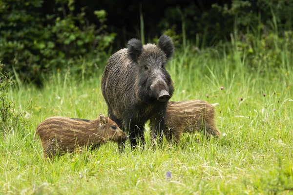 Wild boar herd standing close to each other in proximity. — Stock Photo, Image