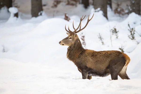 Massive macho de ciervo rojo con pelaje de invierno esponjoso de pie en la nieve — Foto de Stock