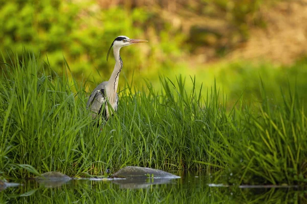 Attentive grey heron hiding in tall green grass near river at sunset in summer. — Stock Photo, Image