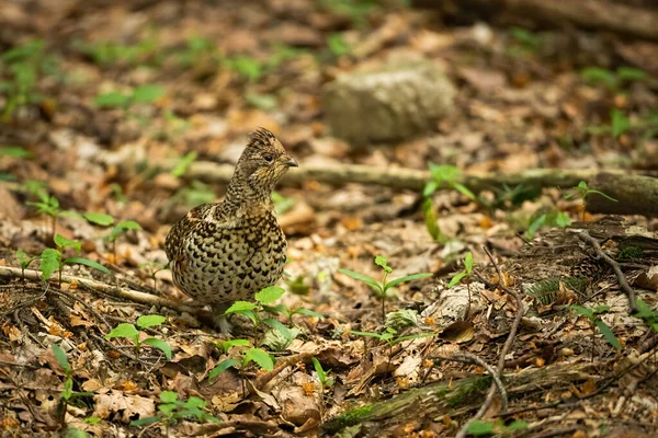 Gallo nocciola poco appariscente in piedi su foglie secche nella foresta — Foto Stock