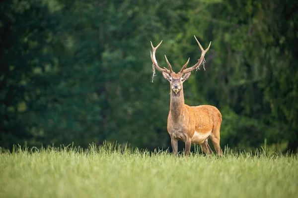 Uppmärksam kronhjort med sammet hängande från horn på sommaren — Stockfoto