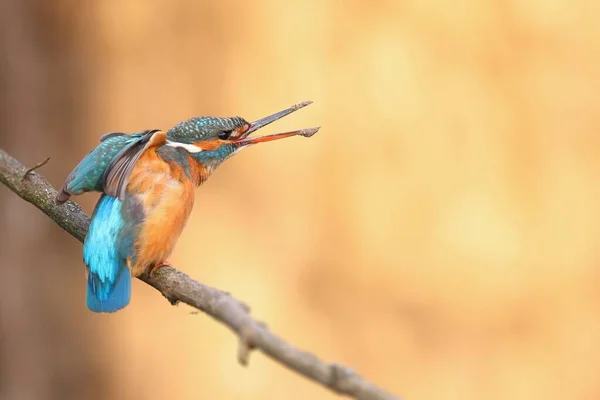 Kvinnlig vanlig kungsfiskare sträcker ut sina vingar med öppna vingar på våren — Stockfoto