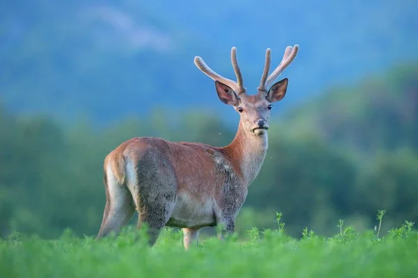 Överraskad ung hjort svensexa med horn i sammet tittar på morgonen — Stockfoto