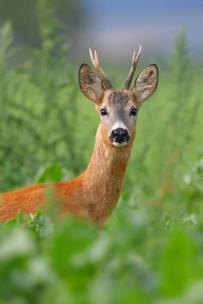 Alerte chevreuil bouc regardant à travers la végétation haute sur prairie verte en été — Photo