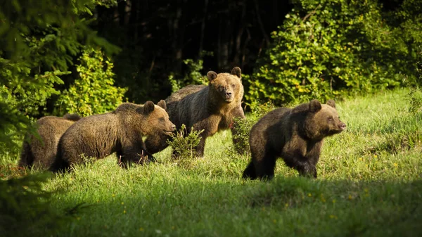 Familia oso pardo con madre peligrosa y cachorros jóvenes acercándose en primavera . — Foto de Stock