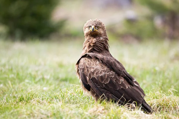 Agressieve minder gevlekte adelaar zit op de grond en kijkt in de camera — Stockfoto
