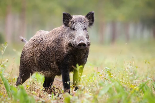 Alert wild boar looking into camera on green glade in summer — Stock Photo, Image