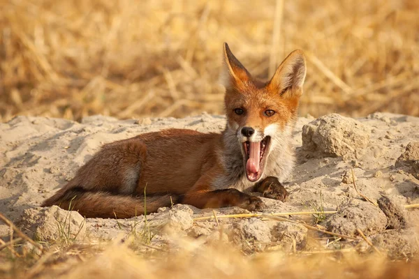 かわいい赤いキツネが横になり、砂の丘の上でdenの入り口であくびをする — ストック写真