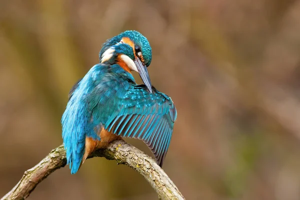 Aranyos közös kingfisher férfi tisztító toll hosszú fekete csőr tavasszal — Stock Fotó