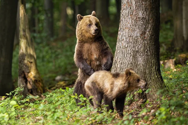 Agressivo mãe urso marrom de pé sobre as pernas traseiras e protegendo seu filhote . — Fotografia de Stock