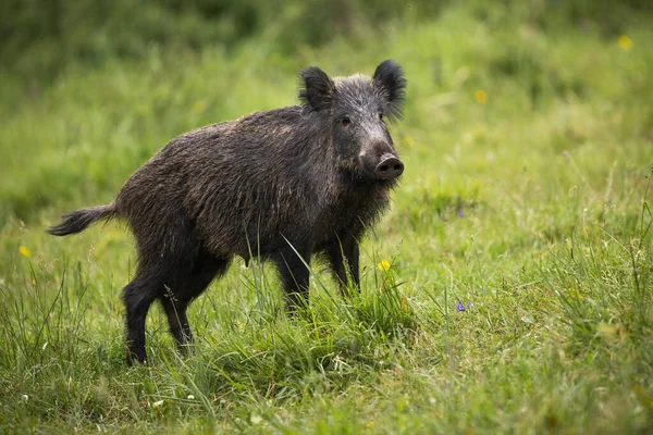 Alert wild boar listening on green meadow with tail holding up — Stock Photo, Image