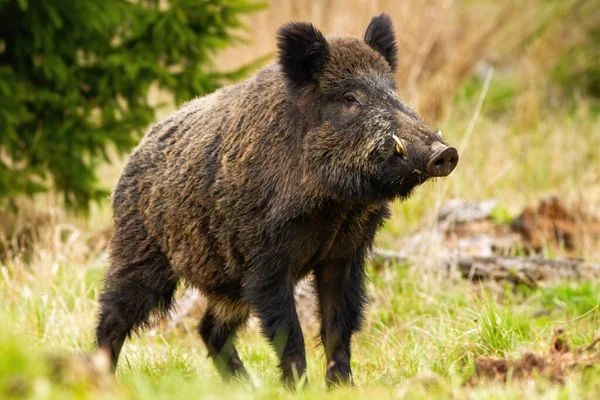 Dominantes Wildschweinmännchen schnüffelt mit massiver Schnauze mit weißen Stoßzähnen auf der Wiese — Stockfoto