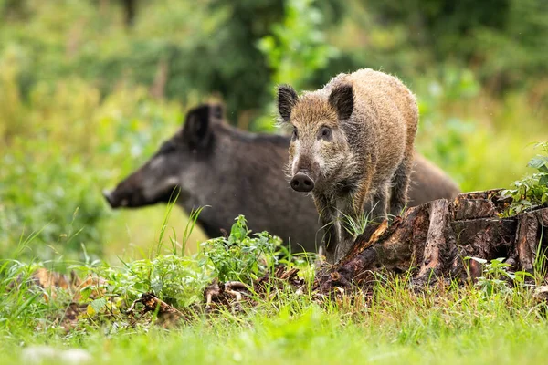 Harmonisches Wildschwein-Ferkel und erwachsene Tiere stehen im Sommer auf der Lichtung — Stockfoto