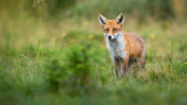 Alert Red Fox patrząc na zieloną polanę w lecie z miejsca kopiowania — Zdjęcie stockowe