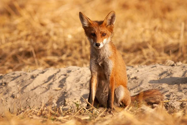 Varning röd räv sitter på marken och vänd kamera vid soluppgången — Stockfoto