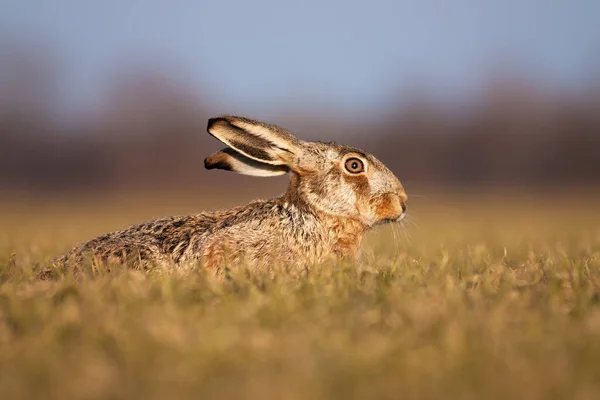 Förtjusande brun hare som ligger på marken och gömmer sig på våren — Stockfoto