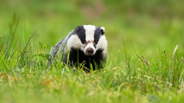 Badger eropa licik mengintip keluar dari cakrawala di padang rumput musim panas — Stok Foto