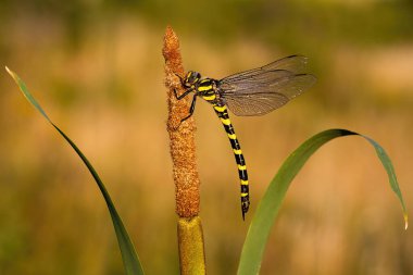 Altın halkalı yusufçuk fotokopi alanı ile boğanın üzerinde dinleniyor.