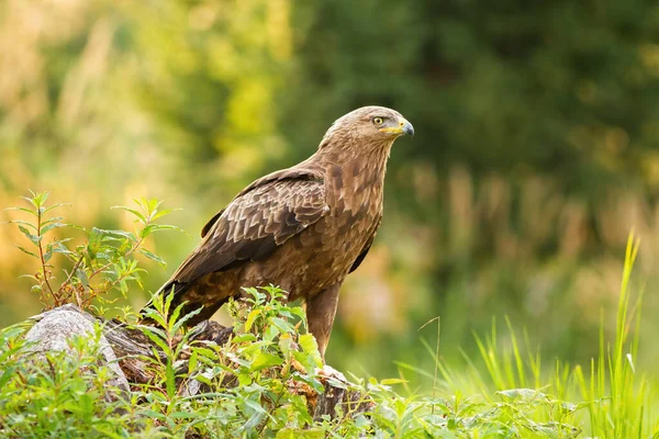 Neugieriger Seeadler sitzt auf einem Baumstumpf auf einer Lichtung in grüner Sommernatur — Stockfoto