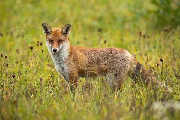 夏天，愤怒的红狐狸面对着摄像机在一片绿色的草地上 — 图库照片