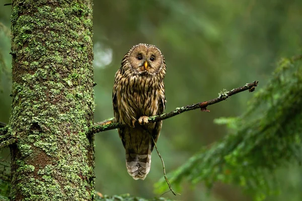 緑の背景に森の中でカメラを探している注目のフクロウ — ストック写真