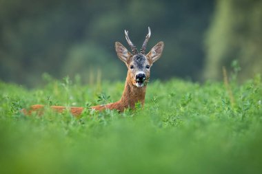 Yazın yonca tarlasında saklanan geyik otlaklarına dikkat edin..