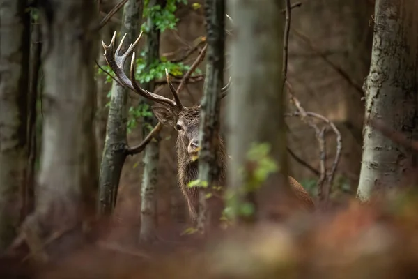 Cerf rouge curieux regardant par derrière un arbre dans la forêt — Photo