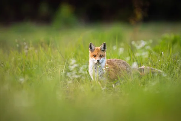 Raposa vermelha fofa em um prado verde com flores na natureza de verão — Fotografia de Stock