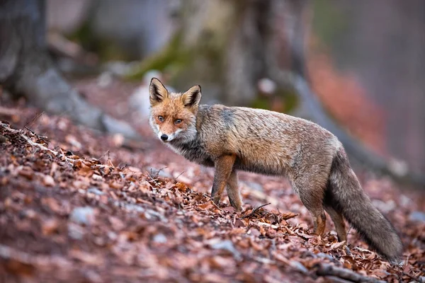 秋の森の中でふわふわの尾狩りをする美しい赤狐 — ストック写真