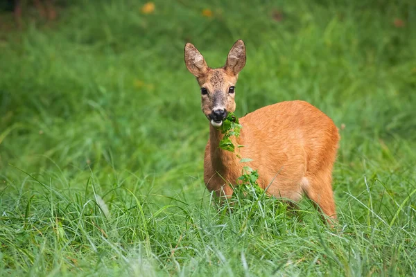 Alerta corça corça pastando no prado com folhas verdes na boca — Fotografia de Stock