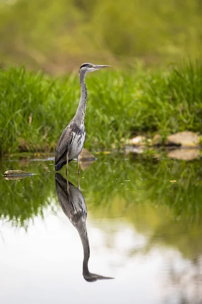 Garça cinza em pé com as pernas na água da vista frontal em natureza tranquila — Fotografia de Stock