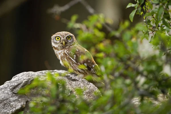 Pequeño búho interesado asomándose por detrás de una rama verde con hojas — Foto de Stock