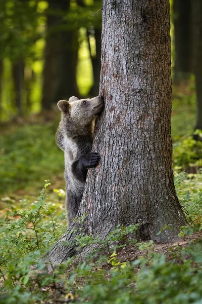 Urso castanho engraçado escondido atrás de uma árvore grande na floresta na primavera . — Fotografia de Stock